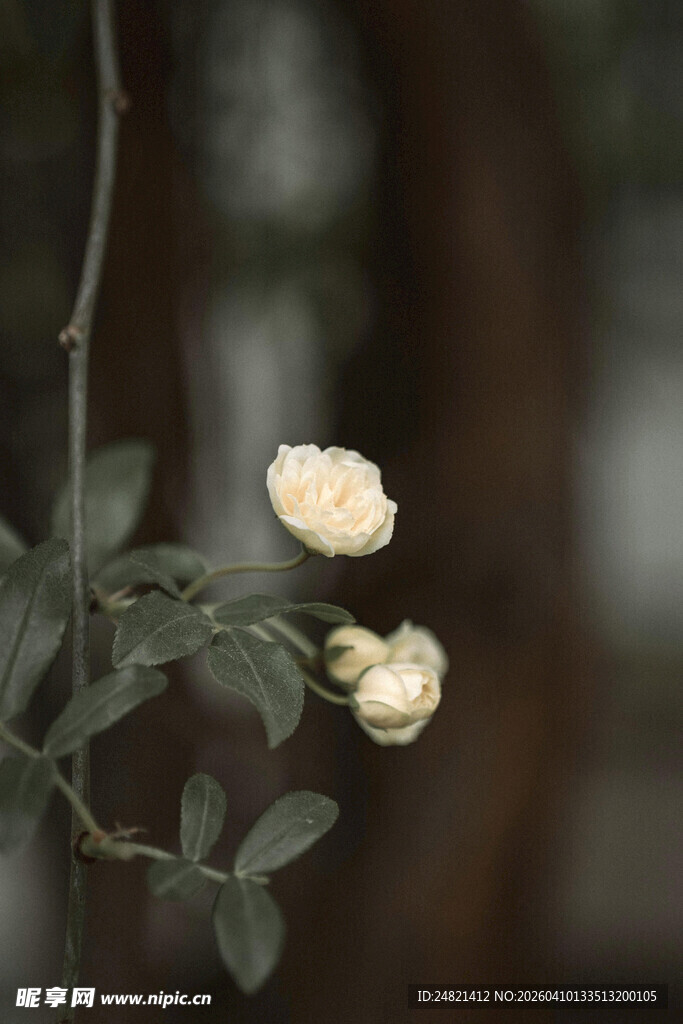 两朵白蔷薇花特写