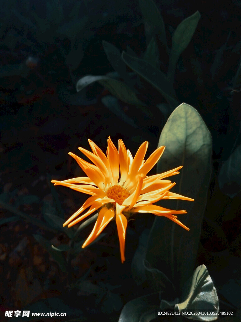 橙色奇花绽放
