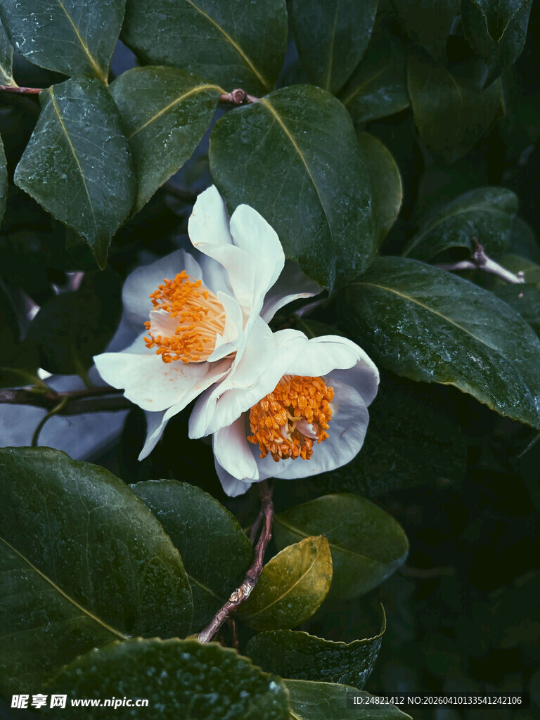 白色山茶花绽放