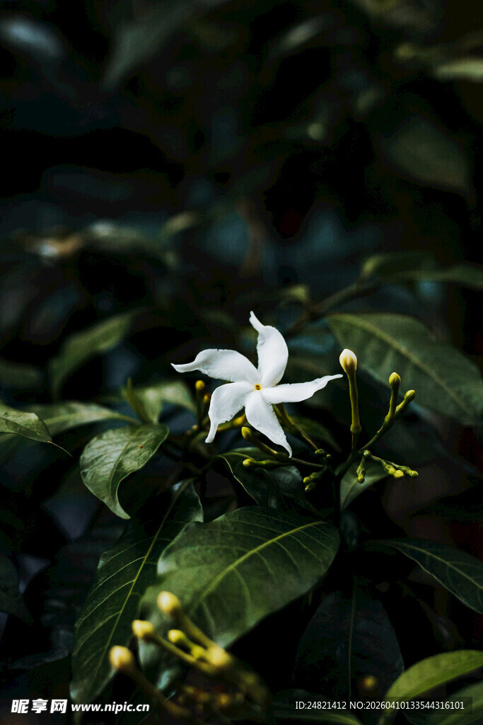 白色小花绽放绿叶间