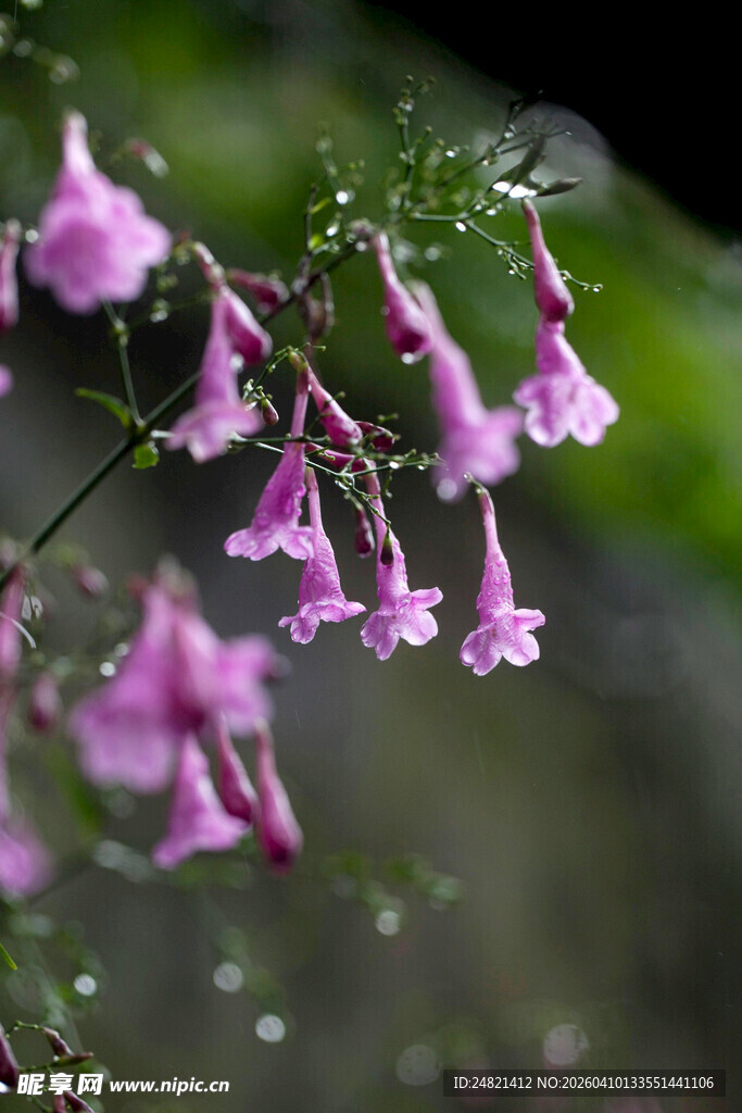 粉色吊钟花