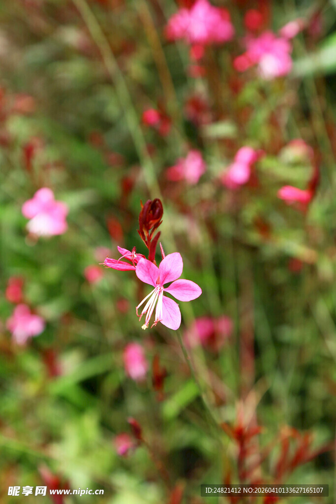 娇艳粉色小花绽放