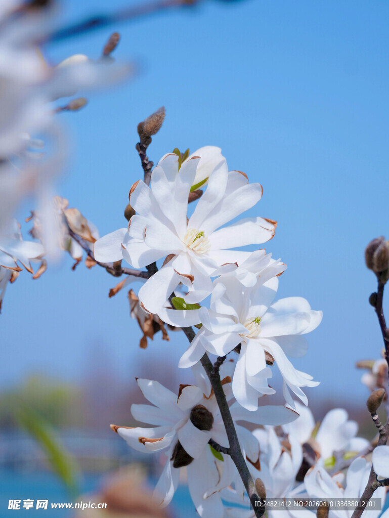 枝头绽放的美丽白色花朵