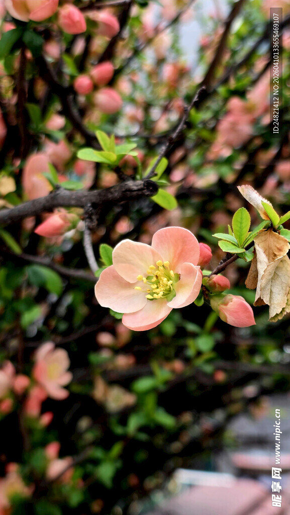 娇艳盛开的贴梗海棠花