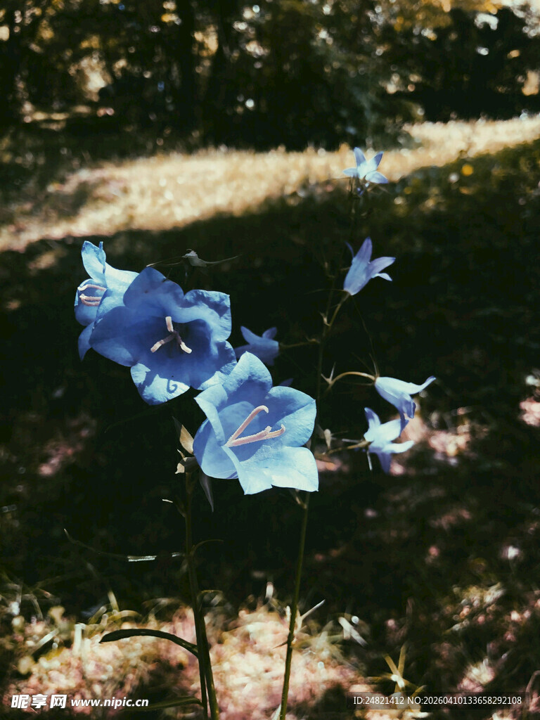 蓝花绽放于绿荫间