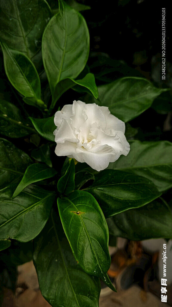 洁白栀子花绽放绿叶间