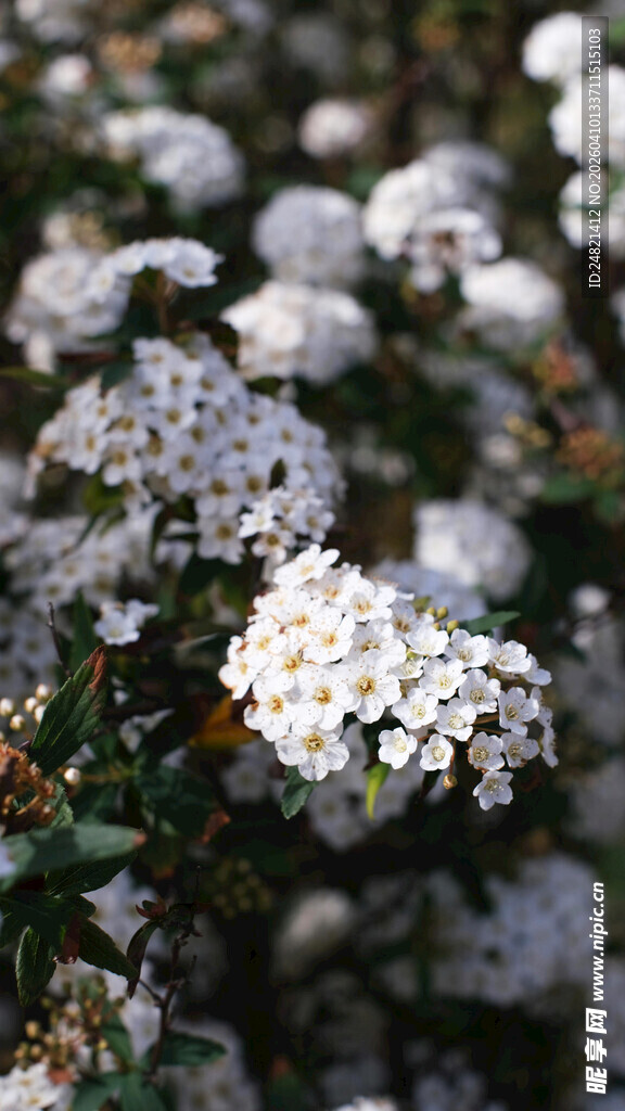 白色绣线菊绽放美景