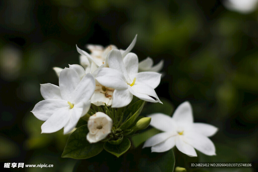 洁白茉莉花绽放