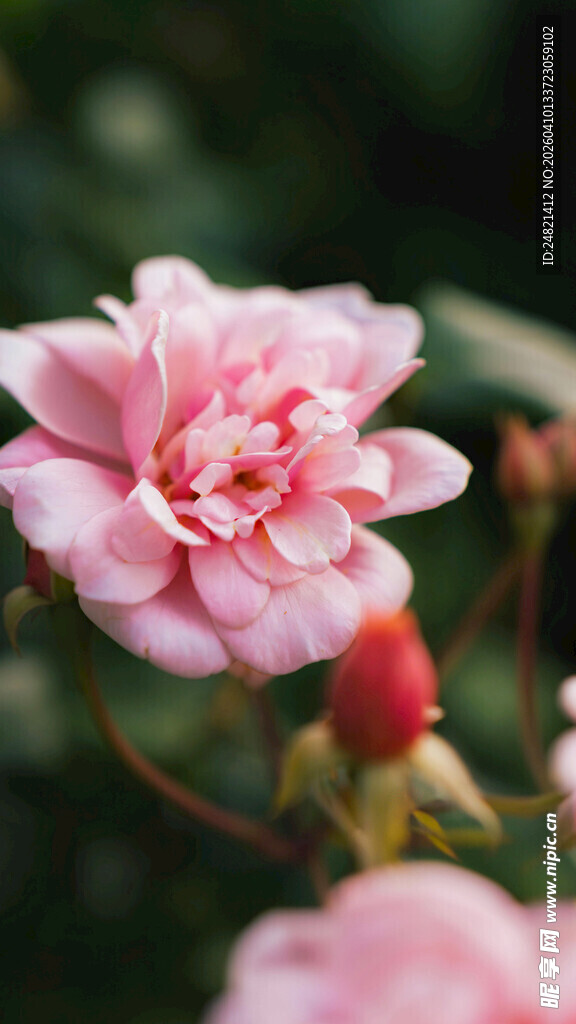 娇艳粉色花卉特写