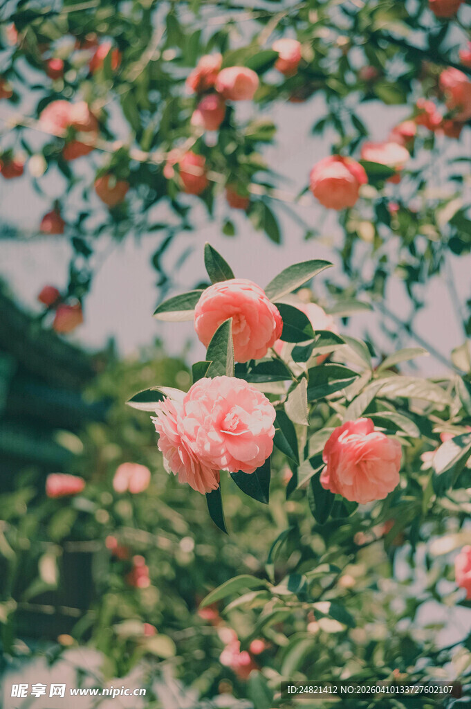 娇艳盛开的粉色花朵