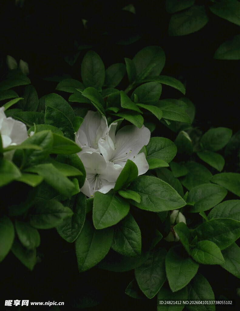 绿叶丛中的白色花朵