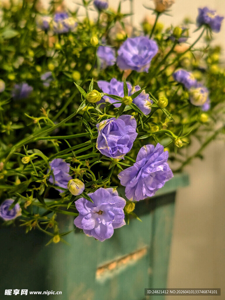 绿色花盆中的紫色小花