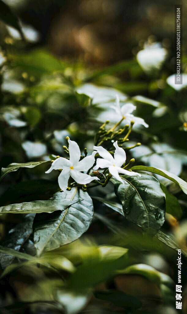 绿叶映衬下的白色小花