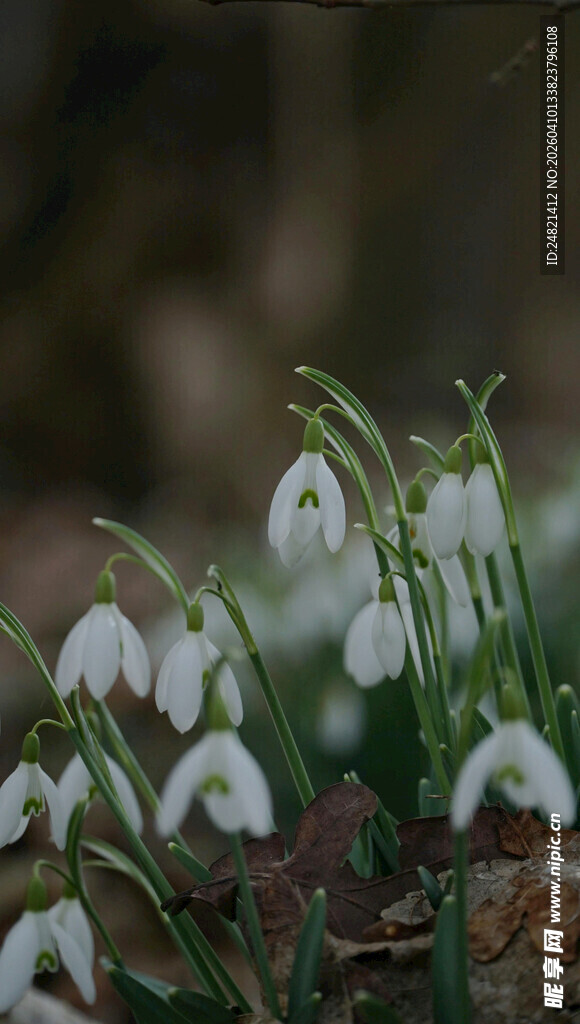 雪滴花绽放的美丽瞬间