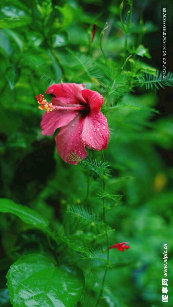 娇艳朱槿花