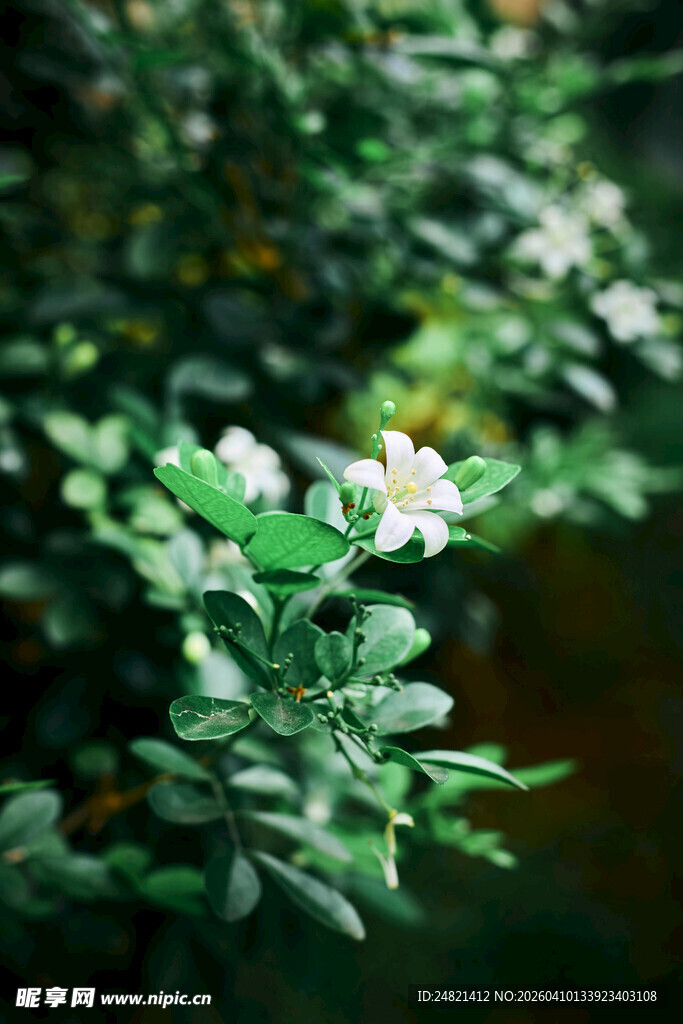 绿叶丛中的娇艳花朵