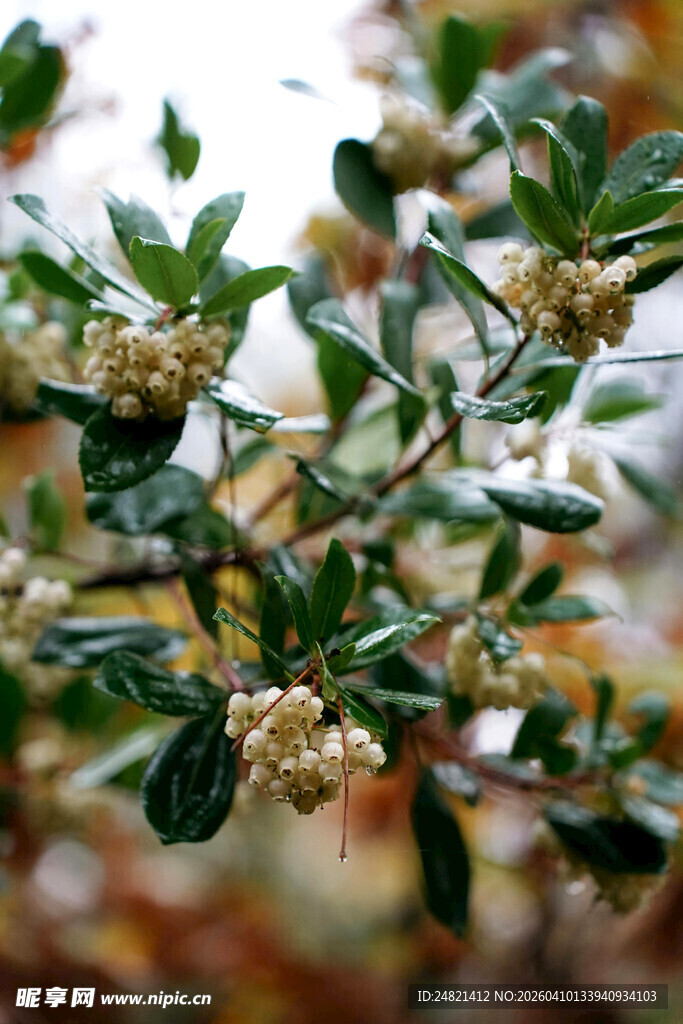 枝头绽放的清新桂花