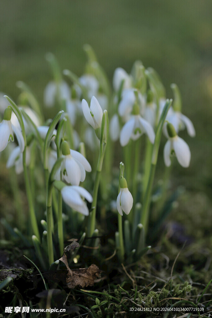 雪滴花绽放于翠绿草丛
