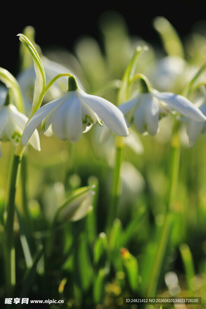 雪滴花绽放于嫩绿草丛中