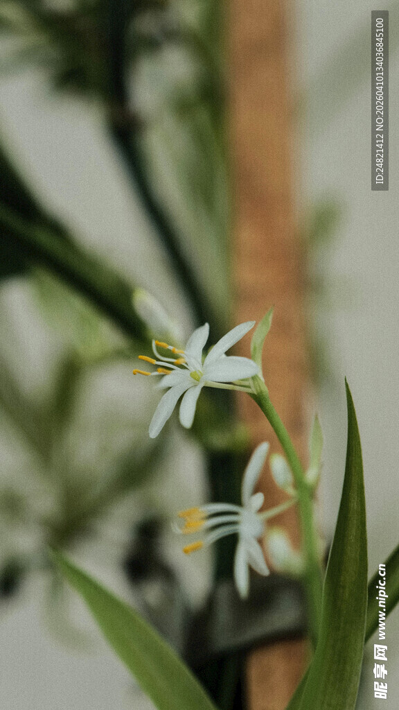 清新素雅的白色小花