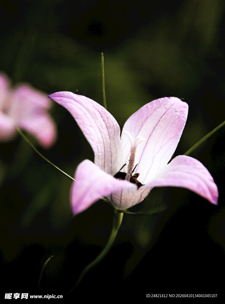 粉色单朵桔梗花特写