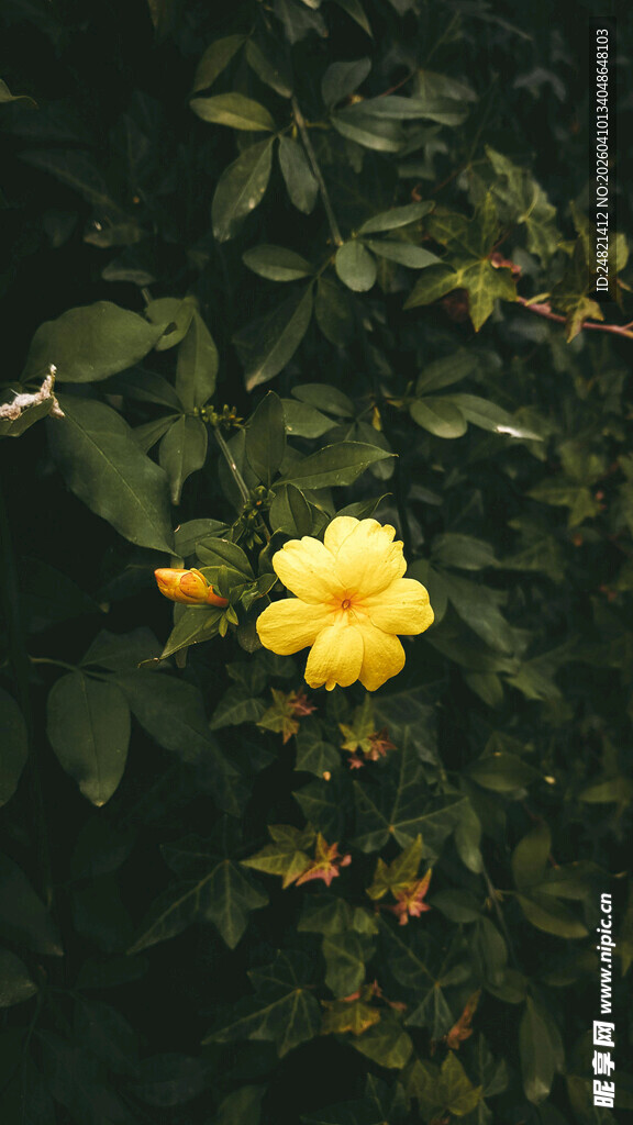 黄色花朵绽放于绿叶间