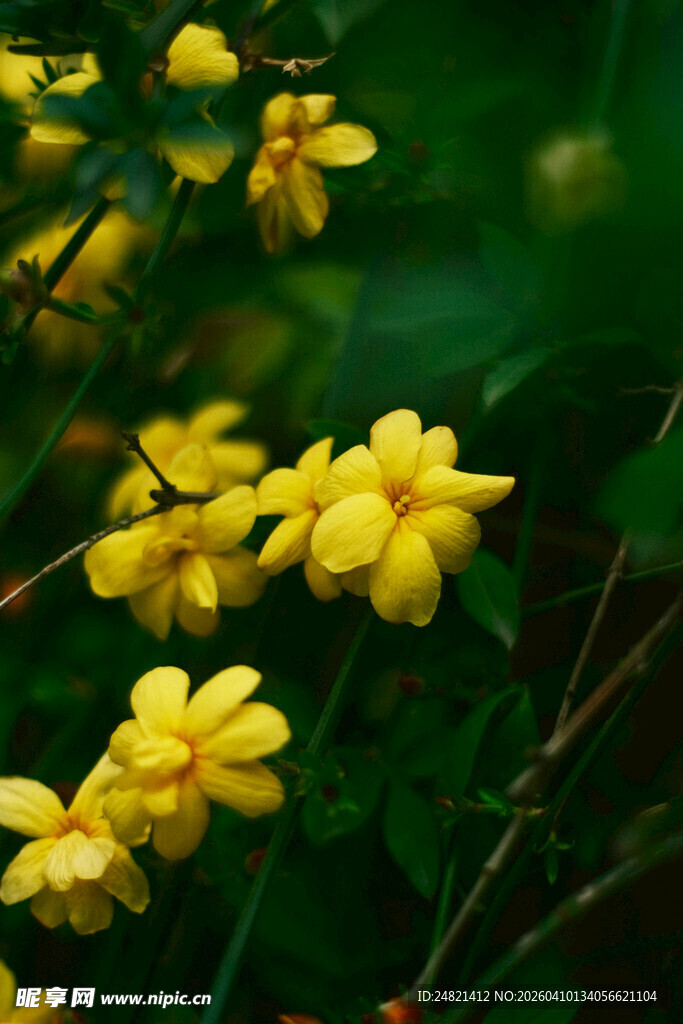 绽放的黄色小花
