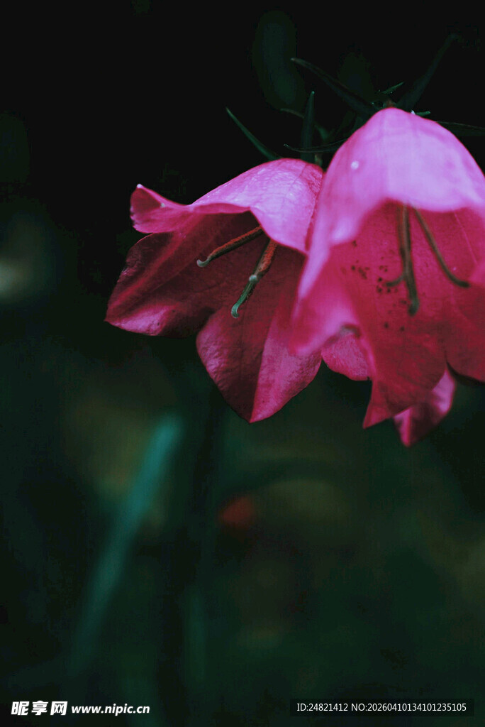 娇艳粉色花朵特写