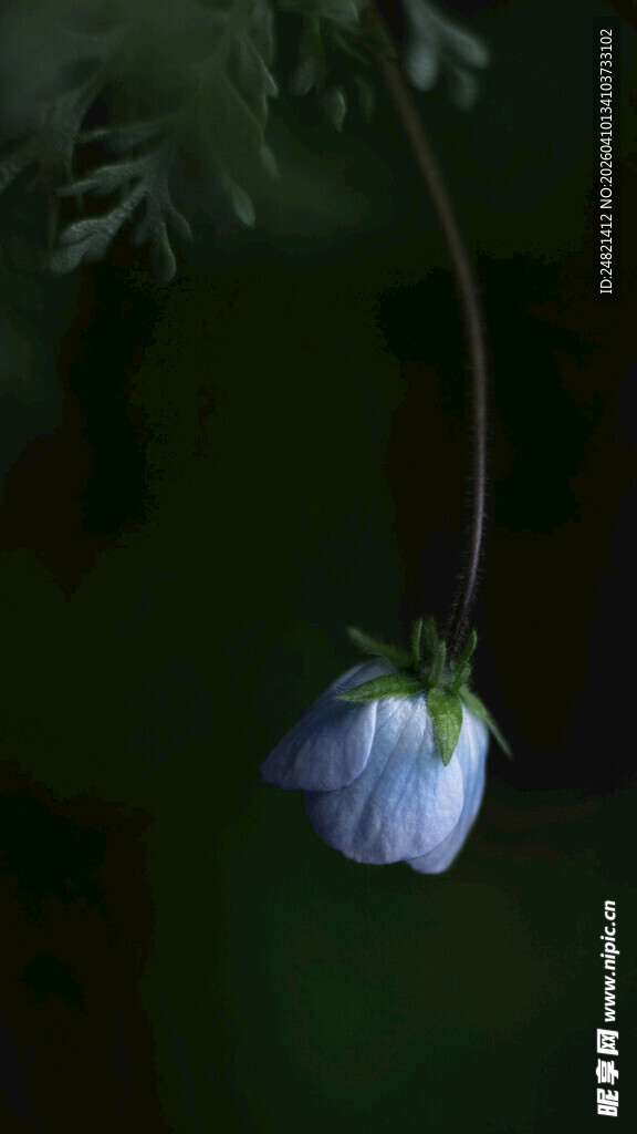 垂吊蓝铃花特写