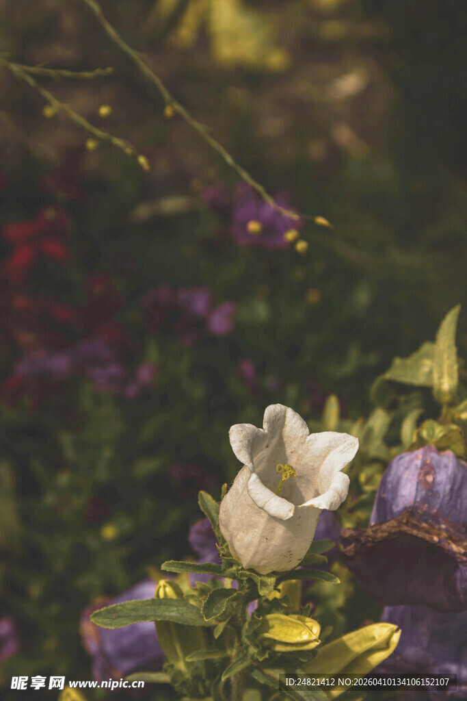 白色花朵绽于繁茂花丛中