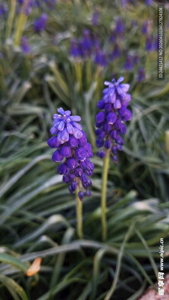 紫色风信子绽放的美丽