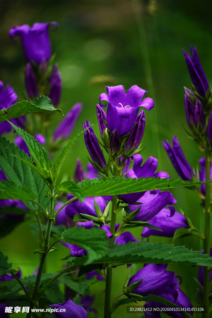 紫色花卉绽放于绿叶间