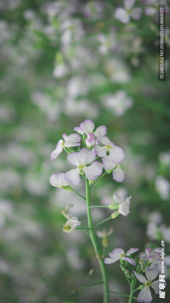 清新白色小花绽放瞬间
