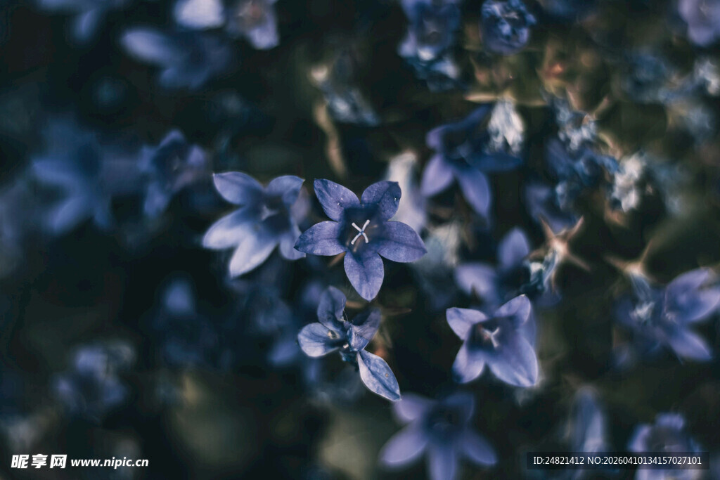 蓝色小花绽放的美丽瞬间