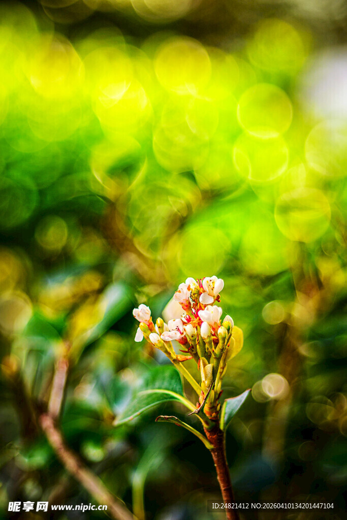 绿叶丛中绽放的娇艳小花