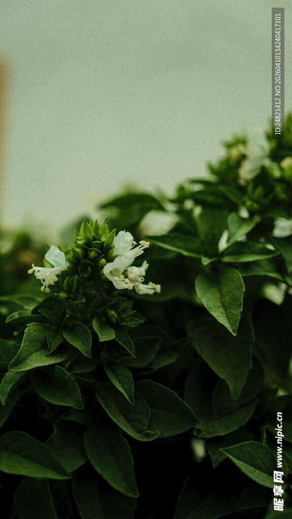 绿叶丛中的白色小花