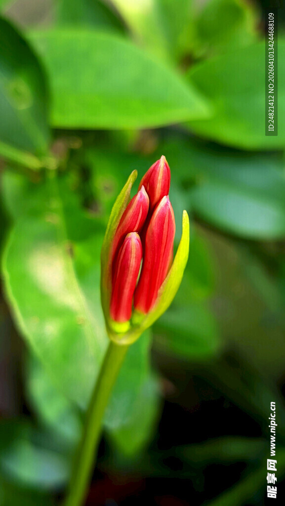 娇艳红色花苞绽放瞬间