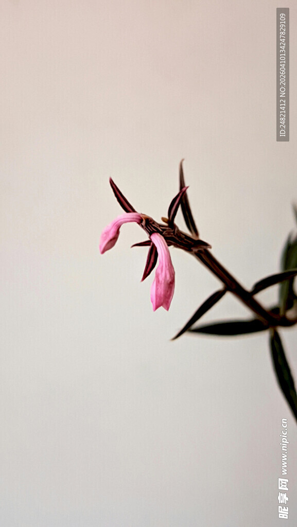 粉色垂花植物特写