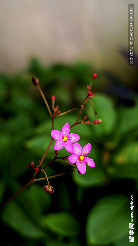 娇艳粉色小花绽放枝叶间