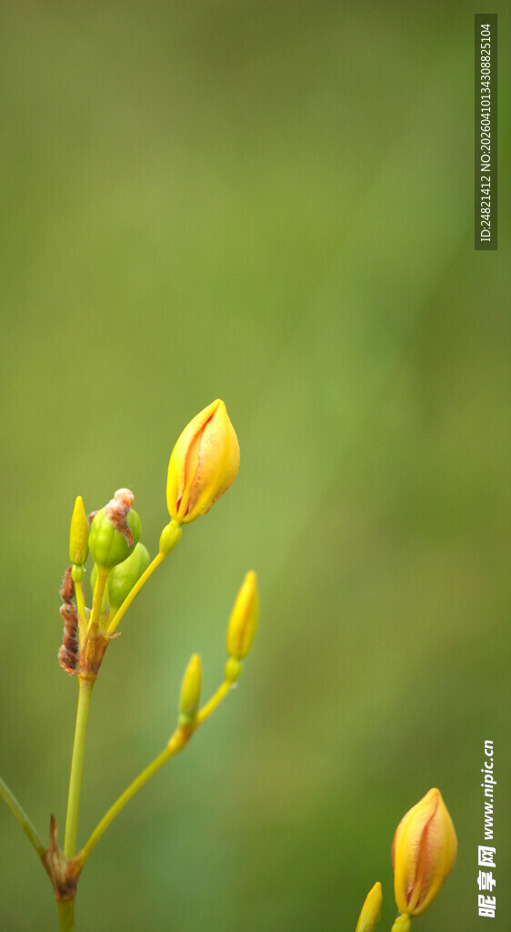 含苞待放的黄色小花