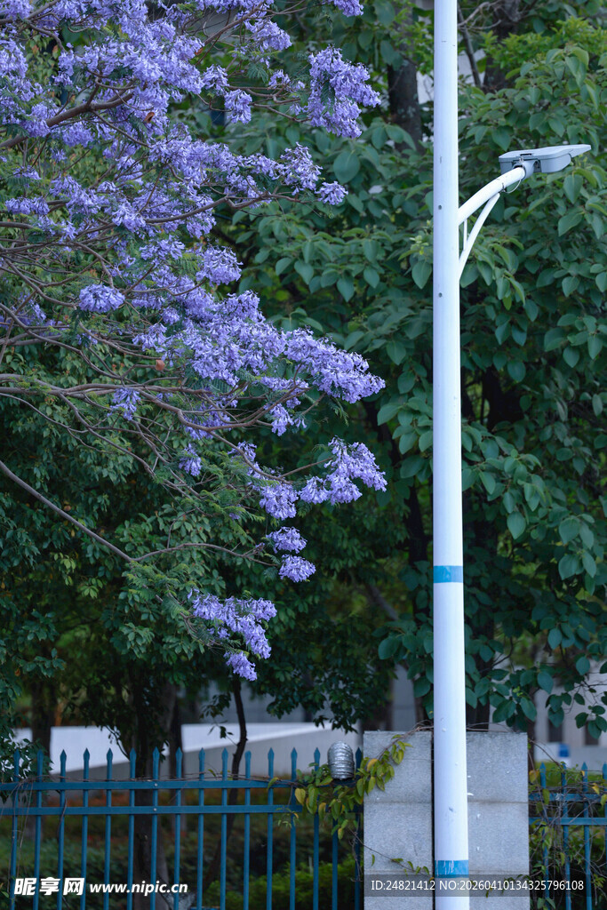 蓝花楹与路灯同框美景