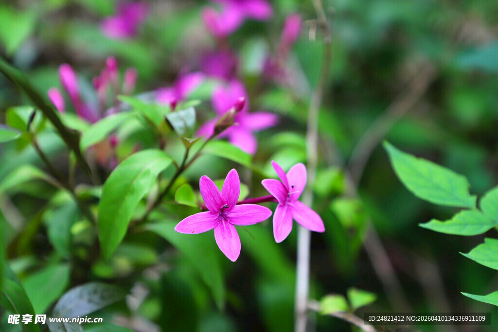 娇艳粉色小花绽放绿意间