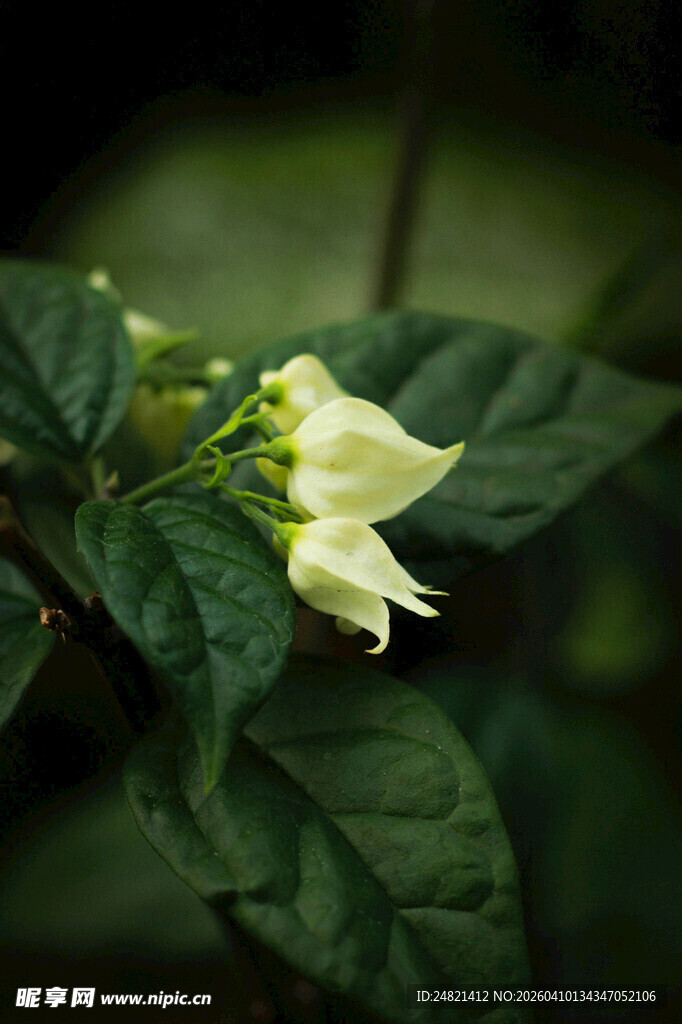 白色铃状小花与绿叶