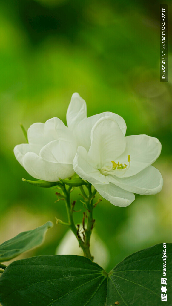 洁白花朵绽放绿意间