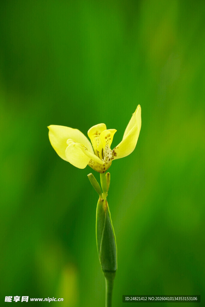 黄色小花特写