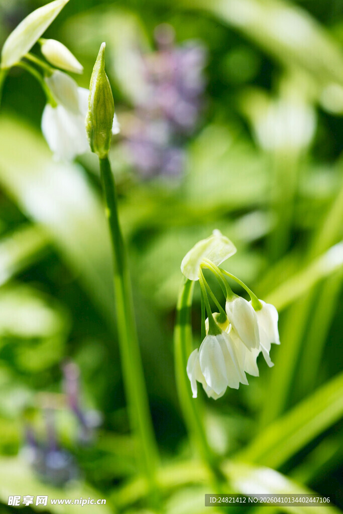 清新铃兰花绽放于绿意间