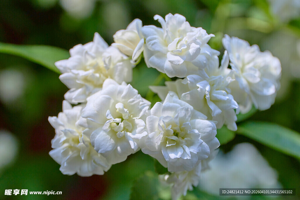 白色重瓣花特写