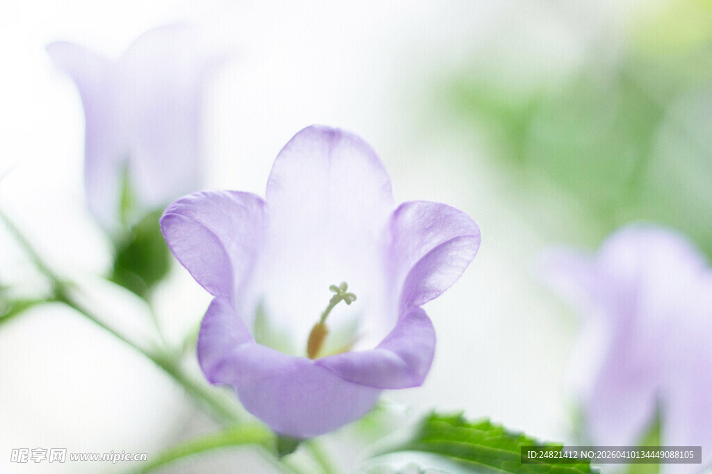 淡紫色风铃花清新淡雅