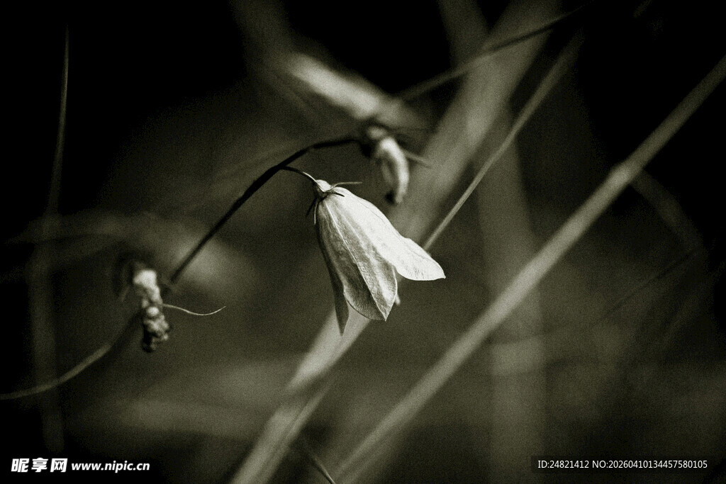 黑白铃兰花特写