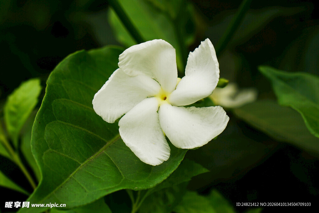 洁白单瓣茉莉花特写